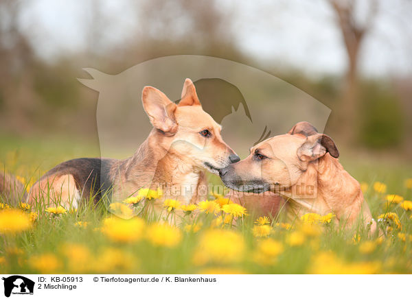 2 Mischlinge / 2 mongrels / KB-05913