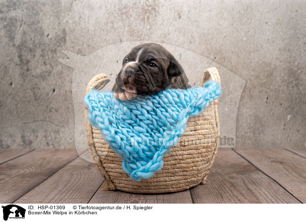 Boxer-Mix Welpe in Krbchen / Boxer-Mongrel puppy in basket / HSP-01369