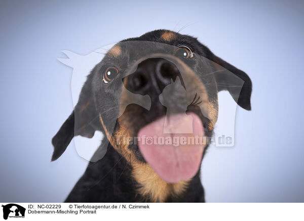 Dobermann-Mischling Portrait / NC-02229