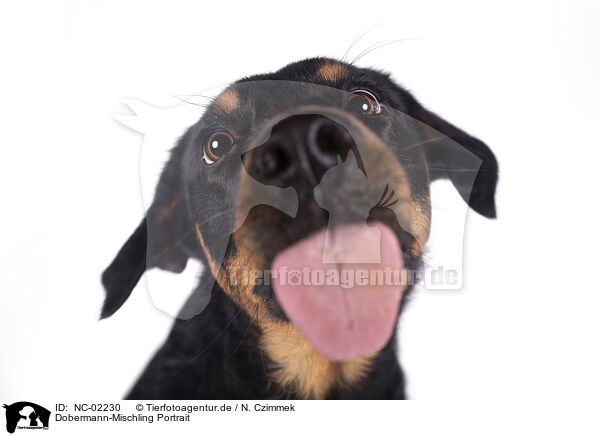 Dobermann-Mischling Portrait / NC-02230