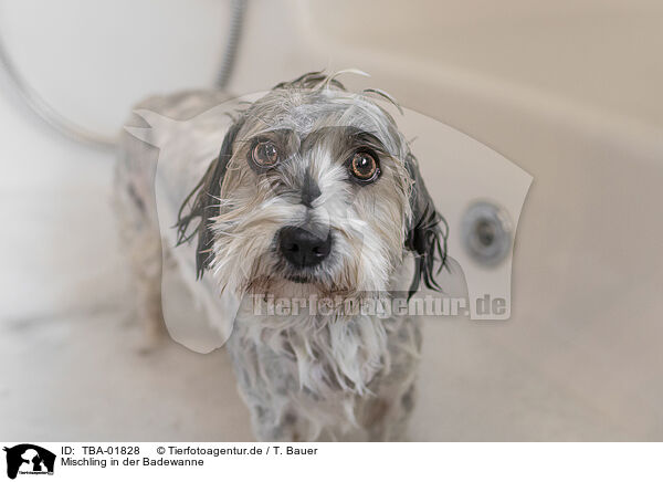 Mischling in der Badewanne / mongrel in bathtub / TBA-01828