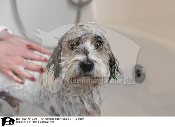 Mischling in der Badewanne / mongrel in bathtub / TBA-01829