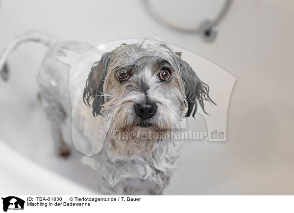 Mischling in der Badewanne / mongrel in bathtub / TBA-01830