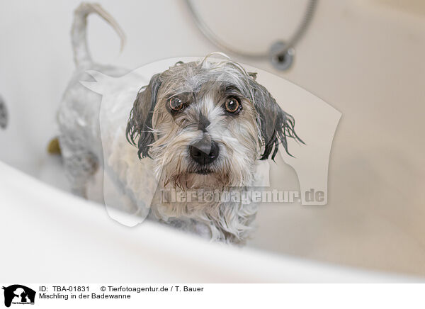 Mischling in der Badewanne / mongrel in bathtub / TBA-01831
