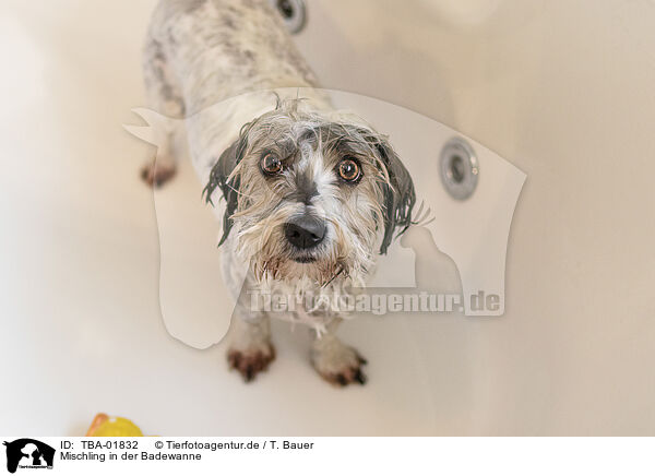 Mischling in der Badewanne / mongrel in bathtub / TBA-01832