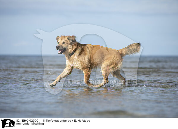 rennender Mischling / running mongrel / EHO-02090
