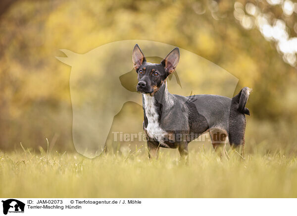 Terrier-Mischling Hndin / female Terrier-Mongrel / JAM-02073