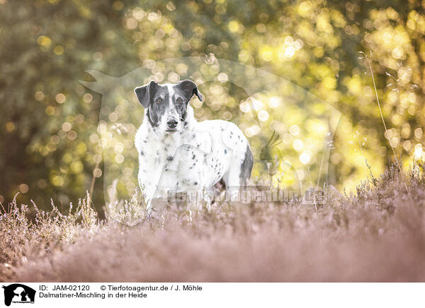 Dalmatiner-Mischling in der Heide / Dalmatian-Mongrel in heath / JAM-02120