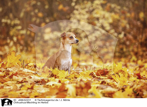Chihuahua-Mischling im Herbst / JAM-02231