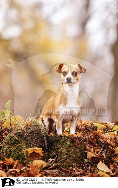 Chihuahua-Mischling im Herbst / JAM-02232
