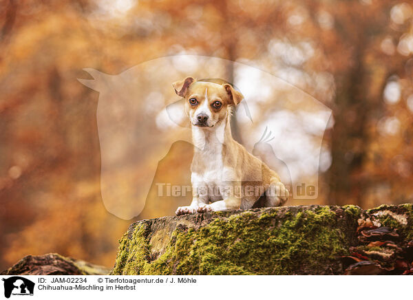 Chihuahua-Mischling im Herbst / JAM-02234