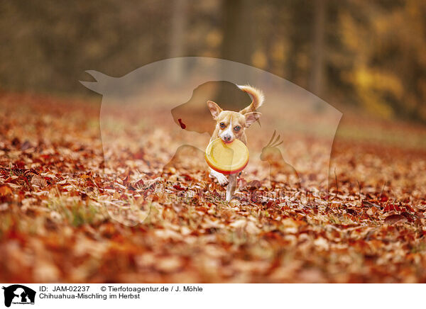 Chihuahua-Mischling im Herbst / JAM-02237