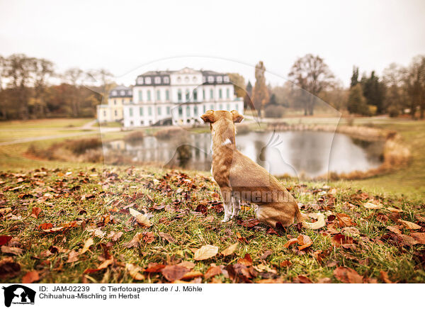 Chihuahua-Mischling im Herbst / JAM-02239
