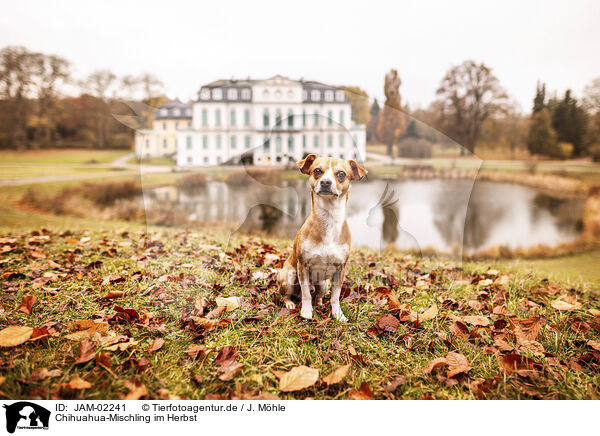 Chihuahua-Mischling im Herbst / JAM-02241