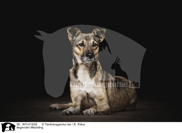 liegender Mischling / lying mongrel / KFI-01936
