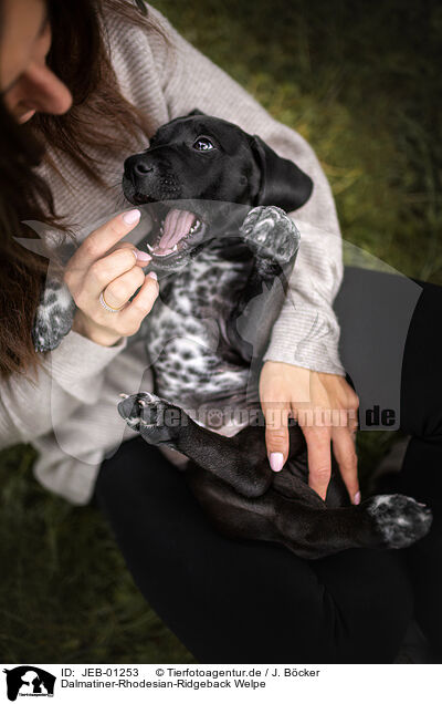 Dalmatiner-Rhodesian-Ridgeback Welpe / Dalmatian-Rhodesian-Ridgeback Puppy / JEB-01253