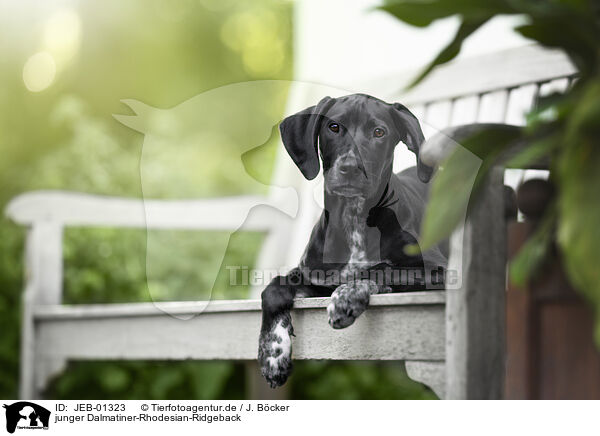 junger Dalmatiner-Rhodesian-Ridgeback / young Dalmatian-Rhodesian-Ridgeback / JEB-01323