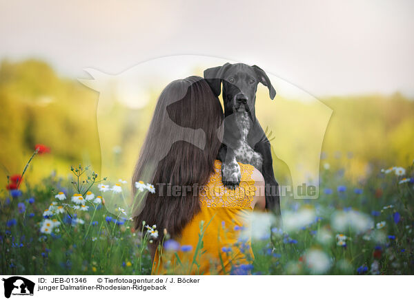junger Dalmatiner-Rhodesian-Ridgeback / young Dalmatian-Rhodesian-Ridgeback / JEB-01346