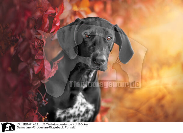 Dalmatiner-Rhodesian-Ridgeback Portrait / Dalmatian-Rhodesian-Ridgeback Portrait / JEB-01419