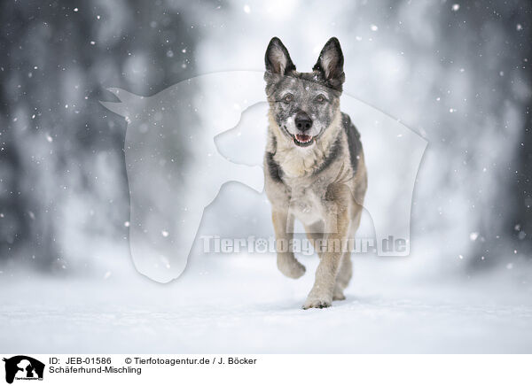 Schferhund-Mischling / Shepherd-Mongrel / JEB-01586