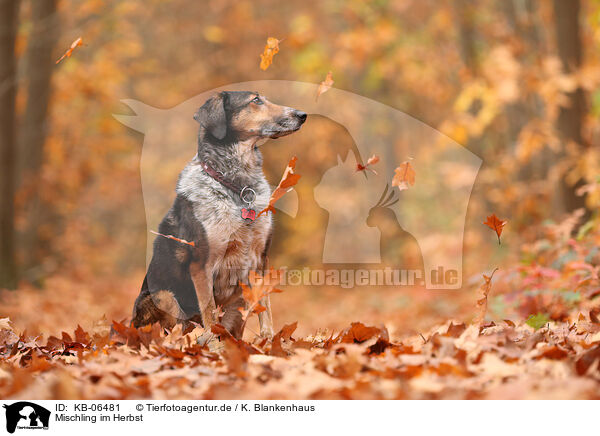 Mischling im Herbst / mongrel in autumn / KB-06481