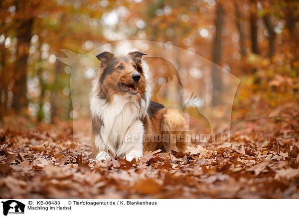 Mischling im Herbst / mongrel in autumn / KB-06483