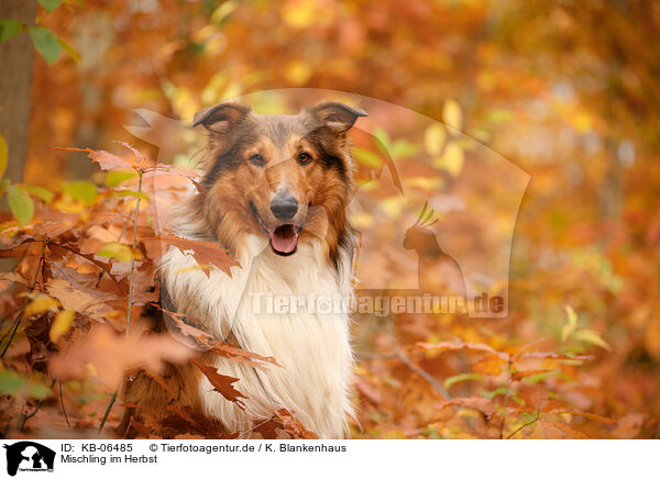 Mischling im Herbst / mongrel in autumn / KB-06485