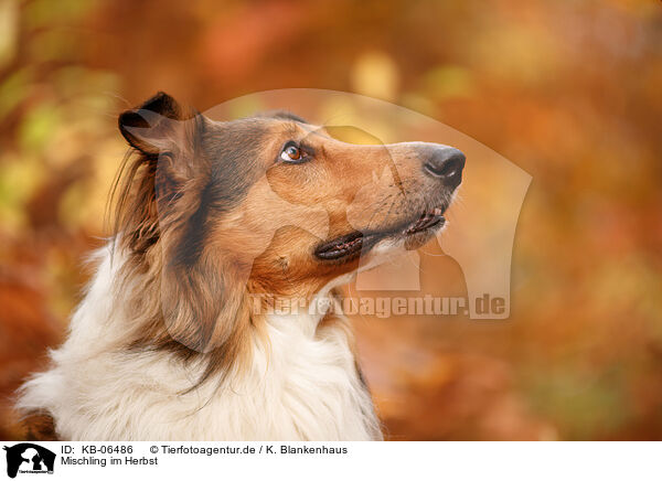 Mischling im Herbst / mongrel in autumn / KB-06486