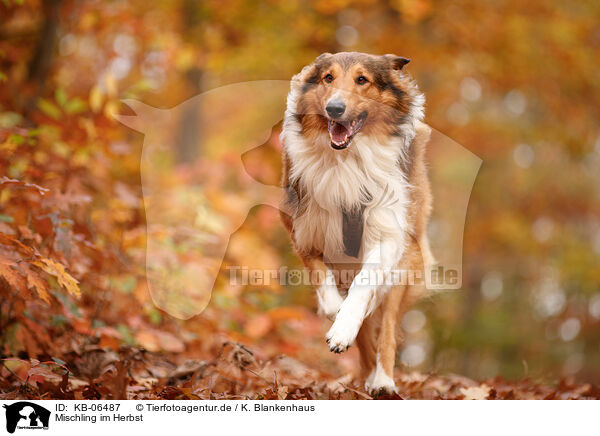 Mischling im Herbst / mongrel in autumn / KB-06487