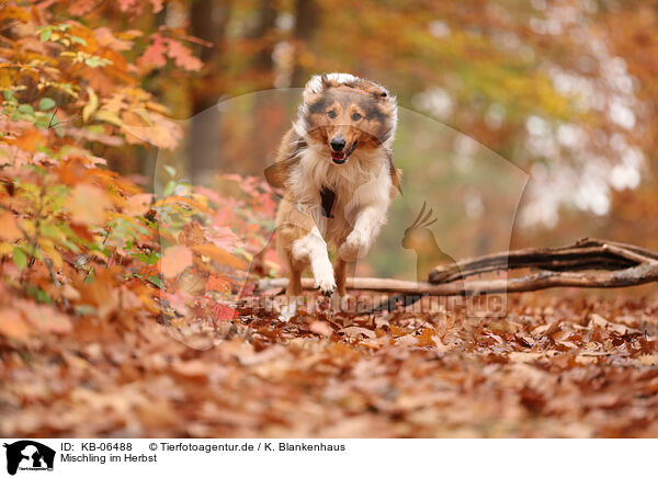 Mischling im Herbst / mongrel in autumn / KB-06488
