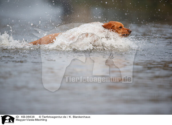 Magyar-Vizsla-Mischling / Magyar-Vizsla-Mongrel / KB-06638