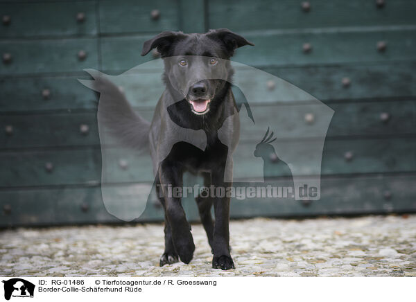 Border-Collie-Schferhund Rde / male Border-Collie-Shepherd / RG-01486