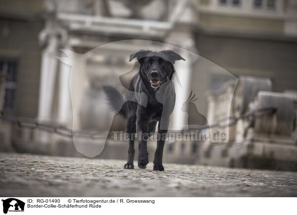 Border-Collie-Schferhund Rde / male Border-Collie-Shepherd / RG-01490