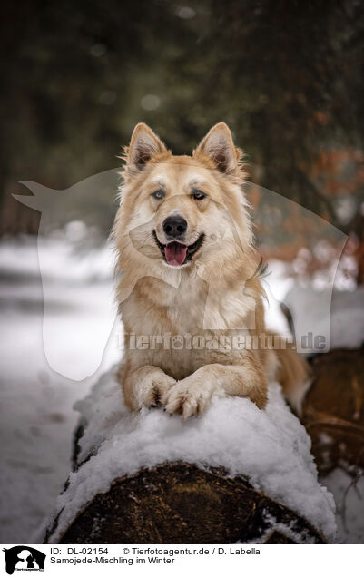Samojede-Mischling im Winter / Samoyed-Mongrel in winter / DL-02154