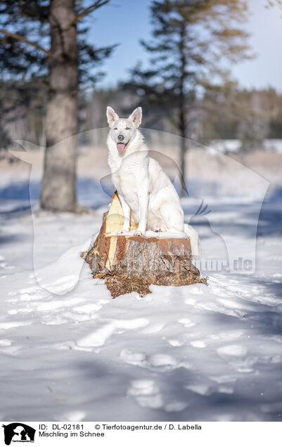 Mischling im Schnee / mongrel in the snow / DL-02181