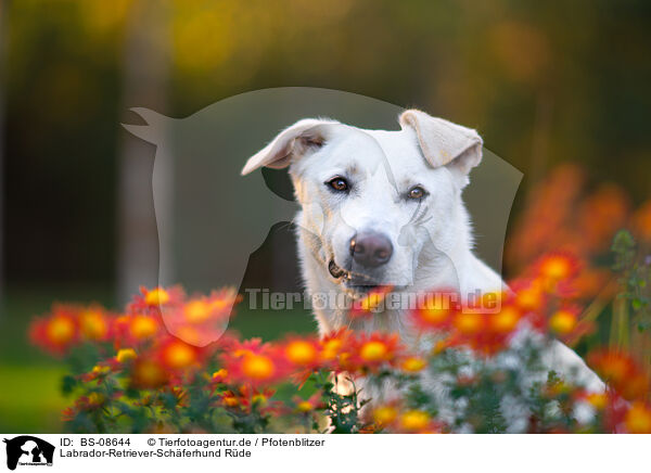 Labrador-Retriever-Schferhund Rde / male Labrador-Retriever-Shepherd / BS-08644