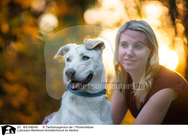 Labrador-Retriever-Schferhund im Herbst / Labrador-Retriever-Shepherd in autumn / BS-08648