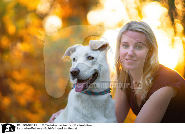 Labrador-Retriever-Schferhund im Herbst / Labrador-Retriever-Shepherd in autumn / BS-08649