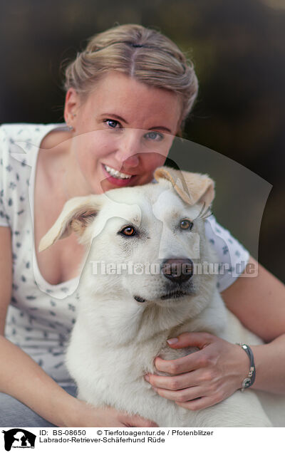 Labrador-Retriever-Schferhund Rde / male Labrador-Retriever-Shepherd / BS-08650