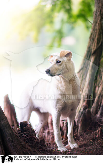 Labrador-Retriever-Schferhund Rde / male Labrador-Retriever-Shepherd / BS-08657