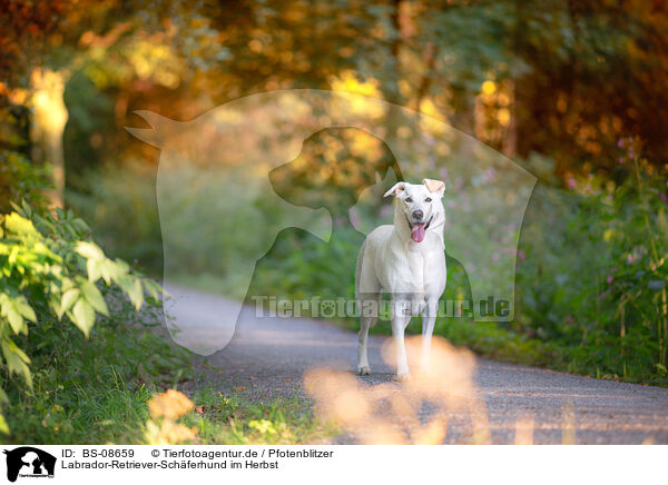 Labrador-Retriever-Schferhund im Herbst / Labrador-Retriever-Shepherd in autumn / BS-08659