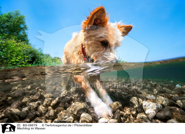 Mischling im Wasser / BS-08679