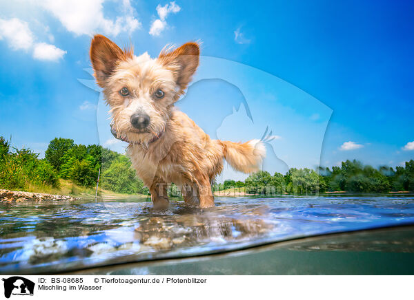Mischling im Wasser / mongrel in the water / BS-08685