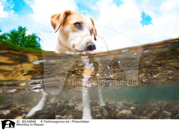 Mischling im Wasser / mongrel in the water / BS-08688