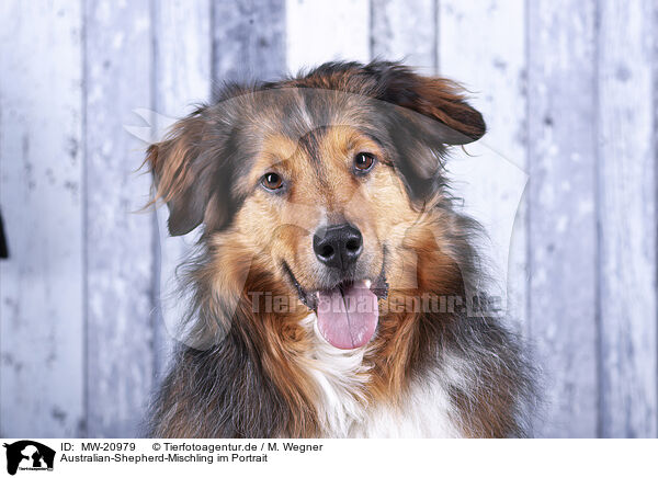 Australian-Shepherd-Mischling im Portrait / Australian-Shepherd-Mongrel Portrait / MW-20979