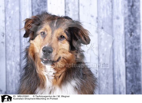 Australian-Shepherd-Mischling im Portrait / Australian-Shepherd-Mongrel Portrait / MW-20981