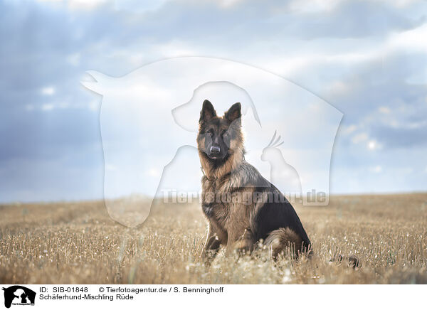 Schferhund-Mischling Rde / male Shepherd-Mongrel / SIB-01848