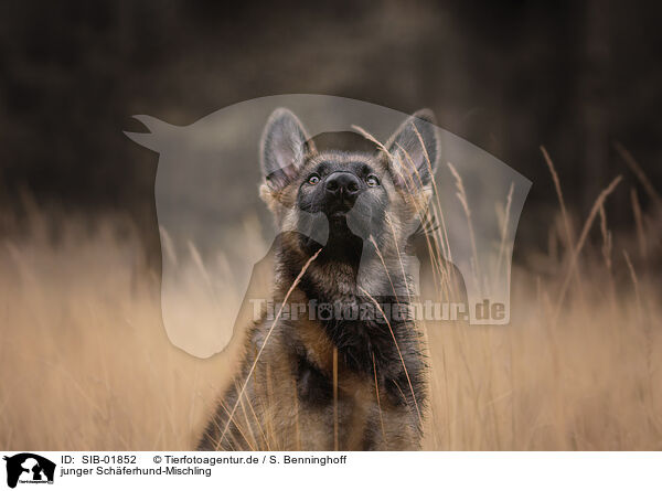 junger Schferhund-Mischling / young Shepherd-Mongrel / SIB-01852