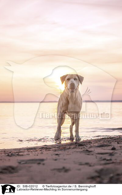 Labrador-Retriever-Mischling im Sonnenuntergang / SIB-02012