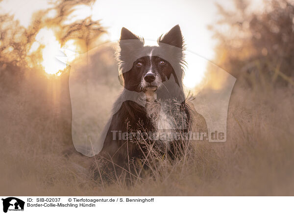 Border-Collie-Mischling Hndin / female Border-Collie-Mongrel / SIB-02037